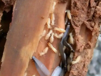 巨野白蚁防治公司分享夏季高温高湿，读懂白蚁分飞的底层逻辑与家庭防护方案